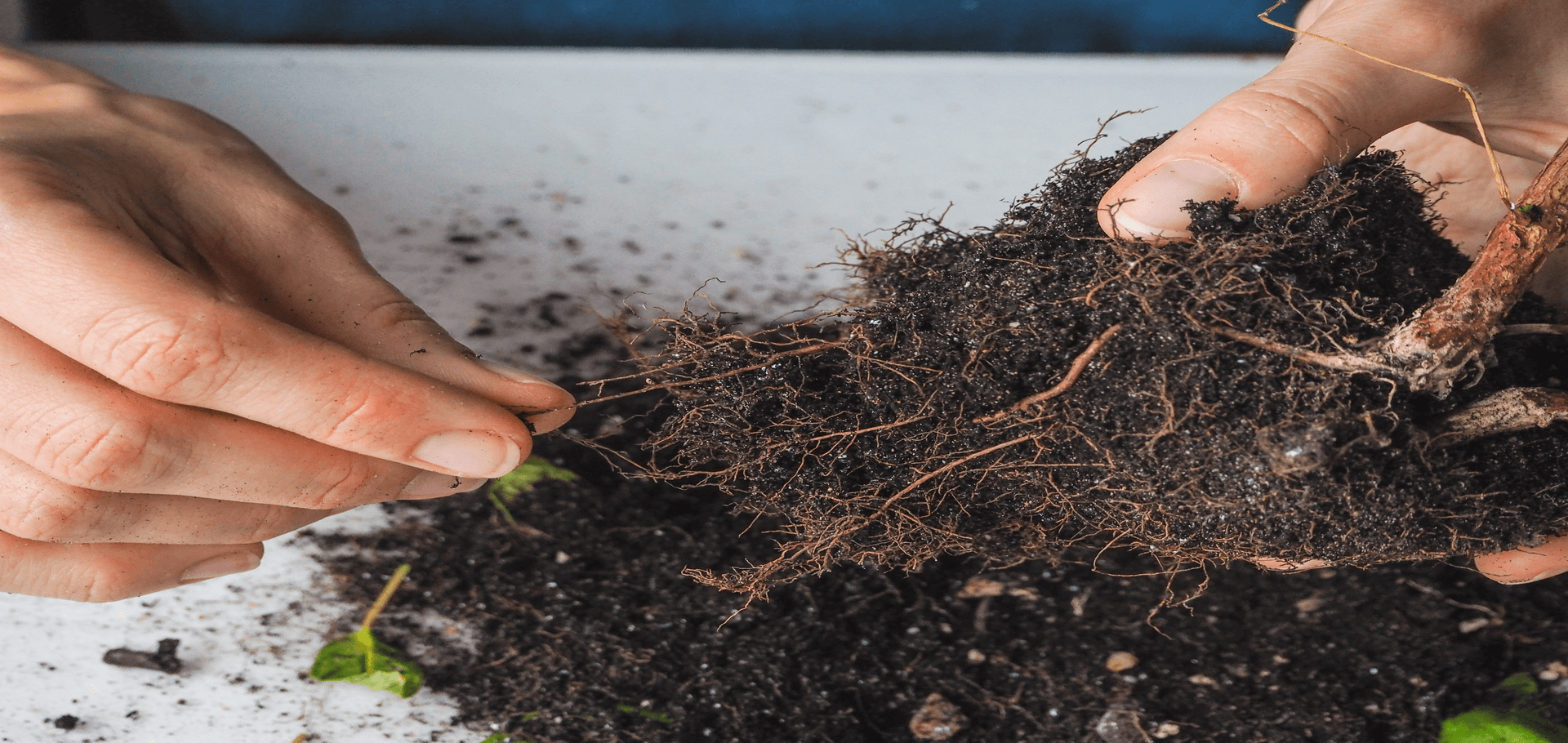Identifying take-all root rot