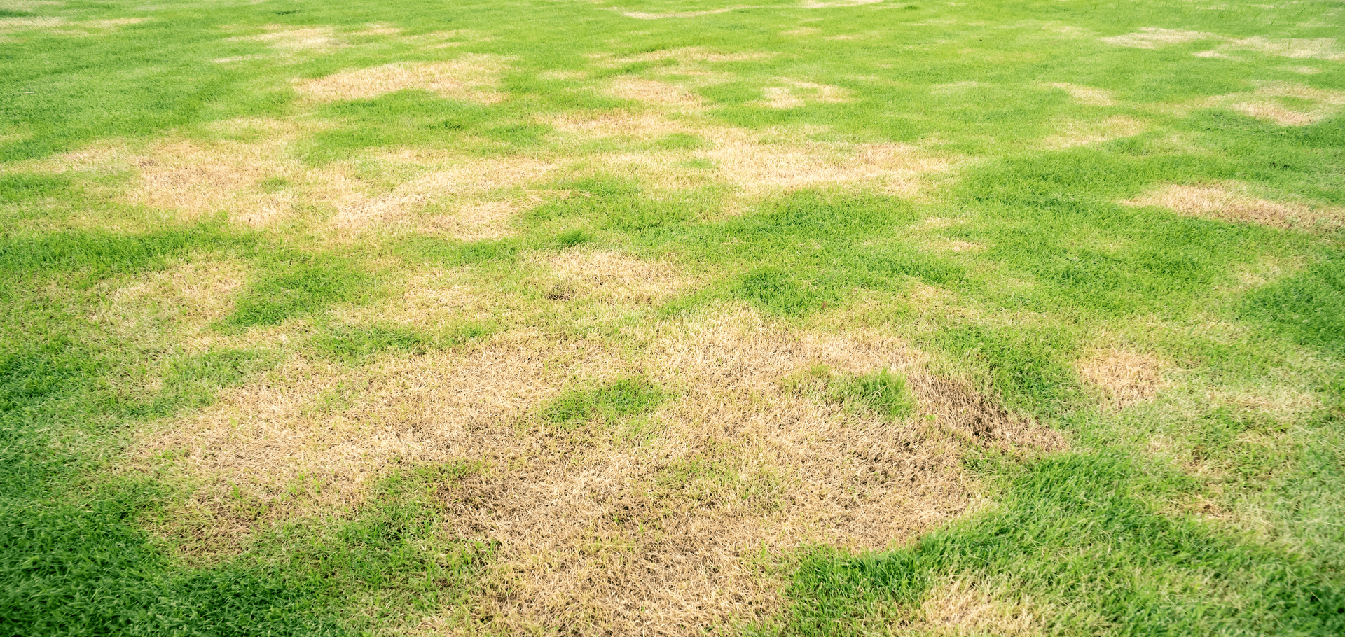 Is my yard dying?! – drought stress and your lawn