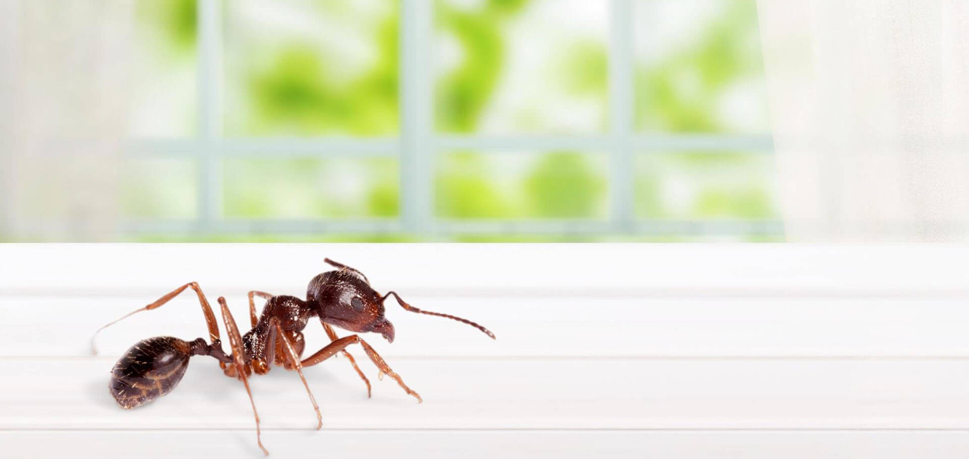 How Fire Ants Impact Your Home