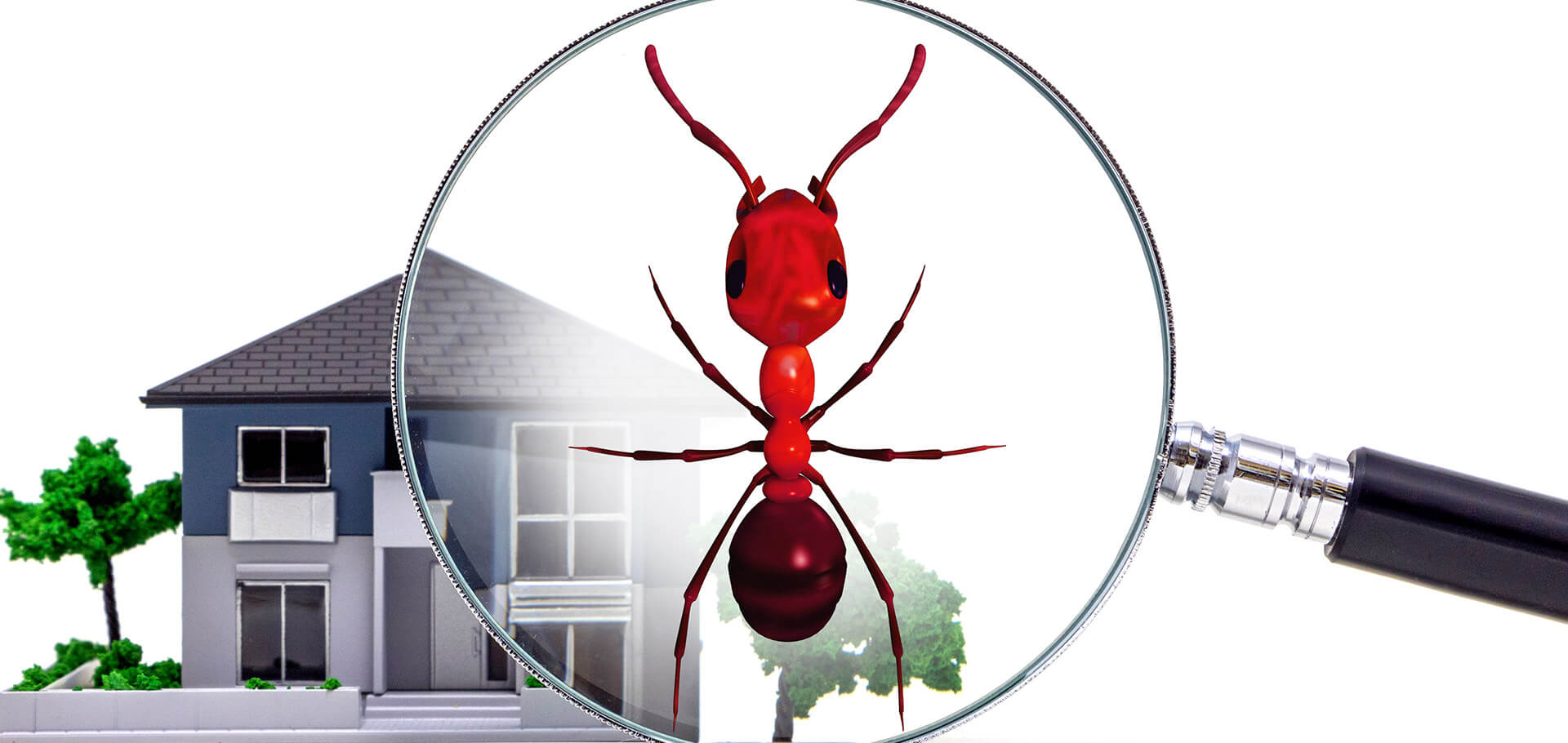 DIY or Hire Help? How Professional Fire Ant Control Products Compare