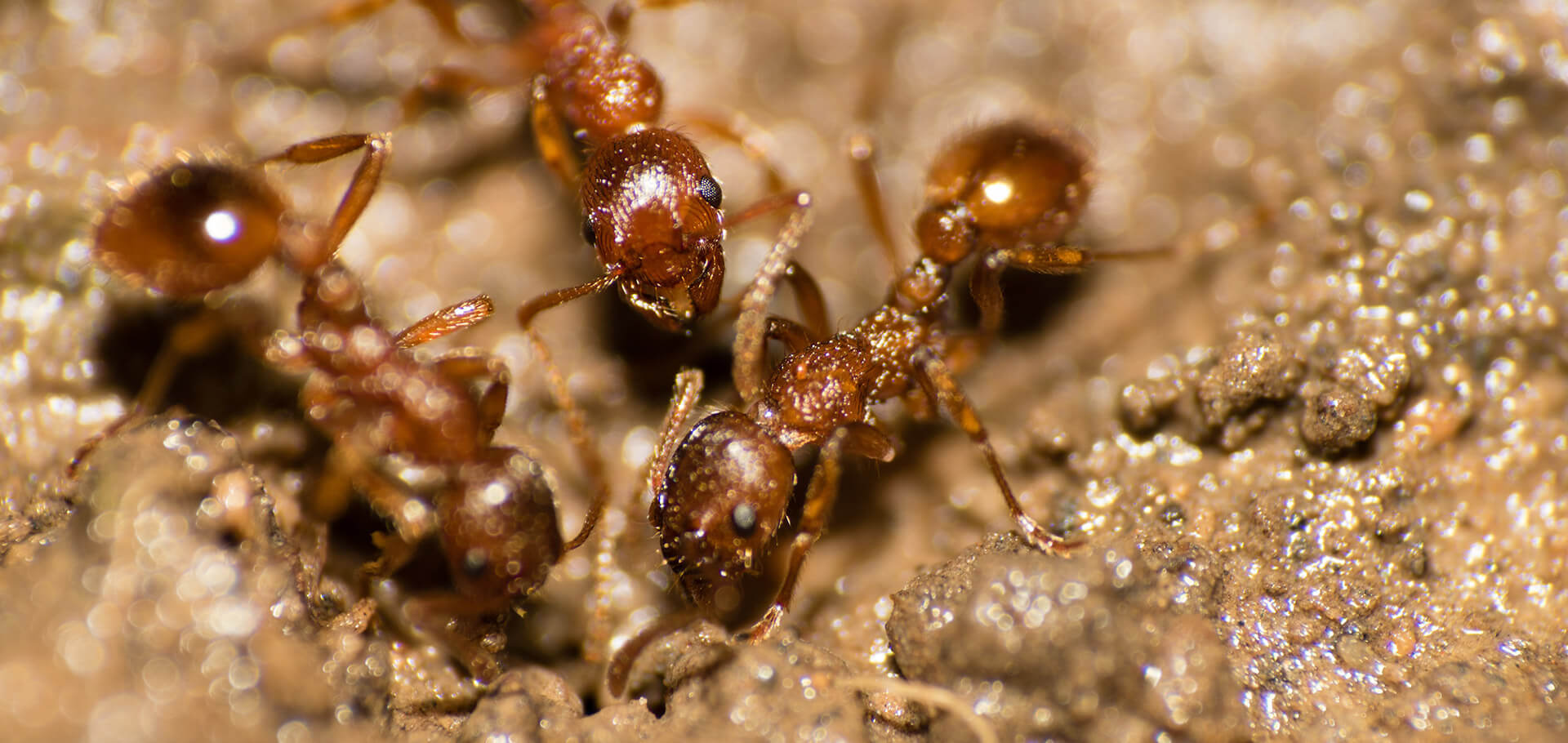 How to identify and get rid of fire ants