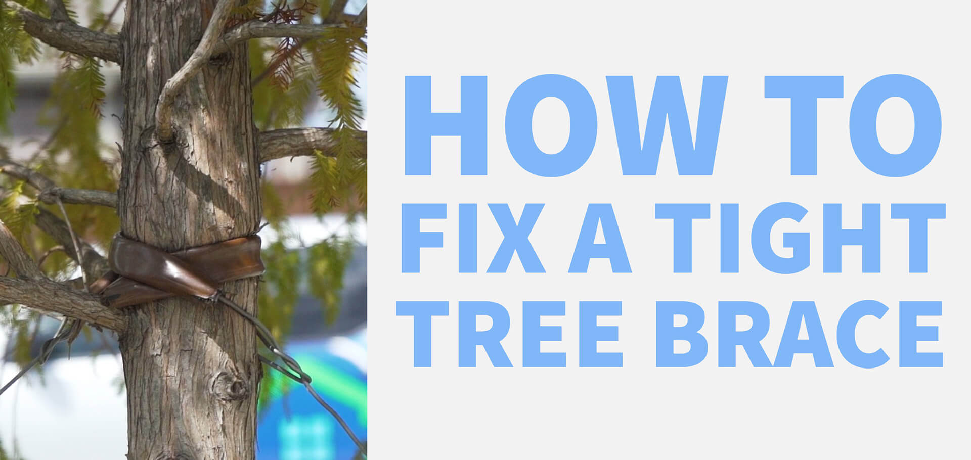 How to maintain tree stakes