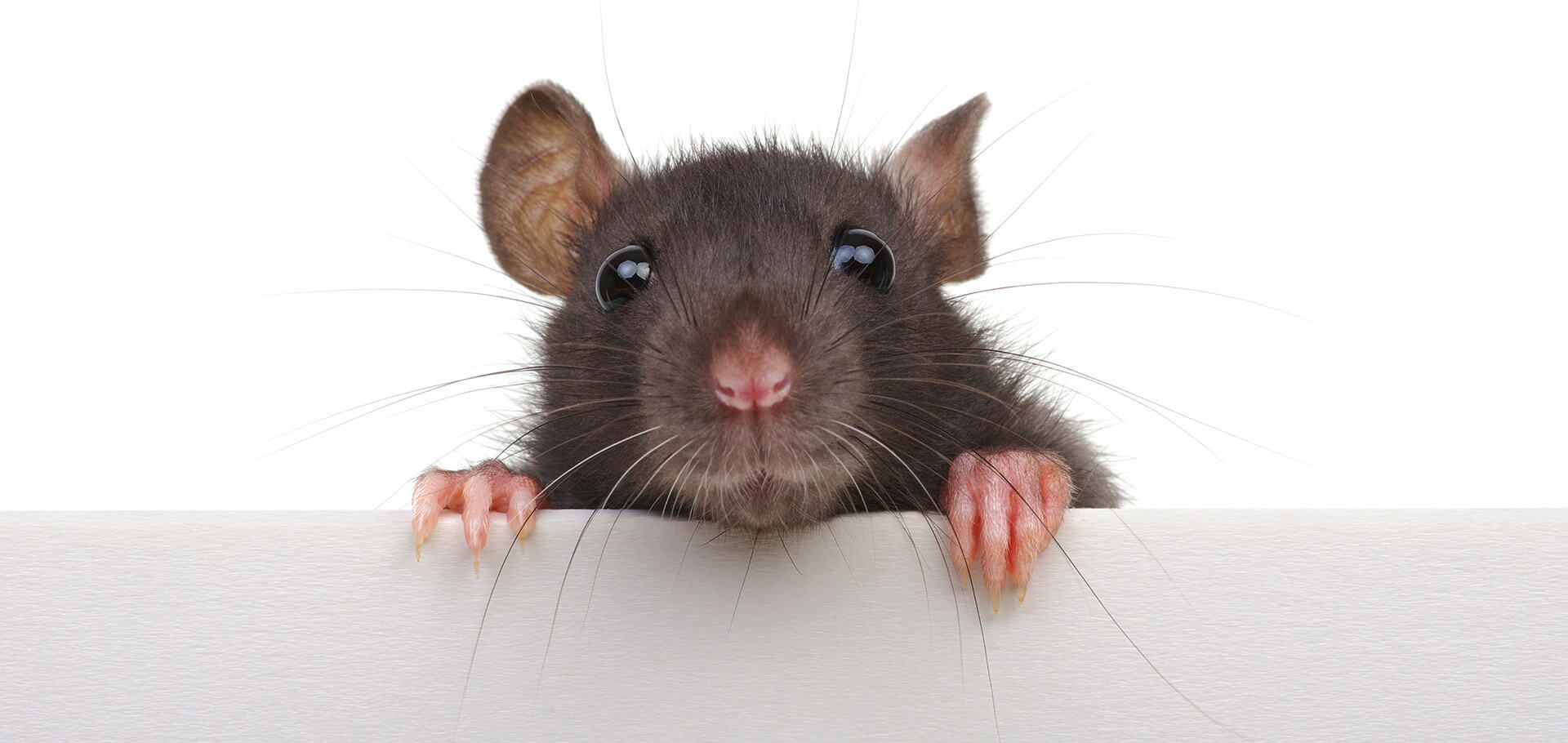Rodents 101: the difference between rats and mice