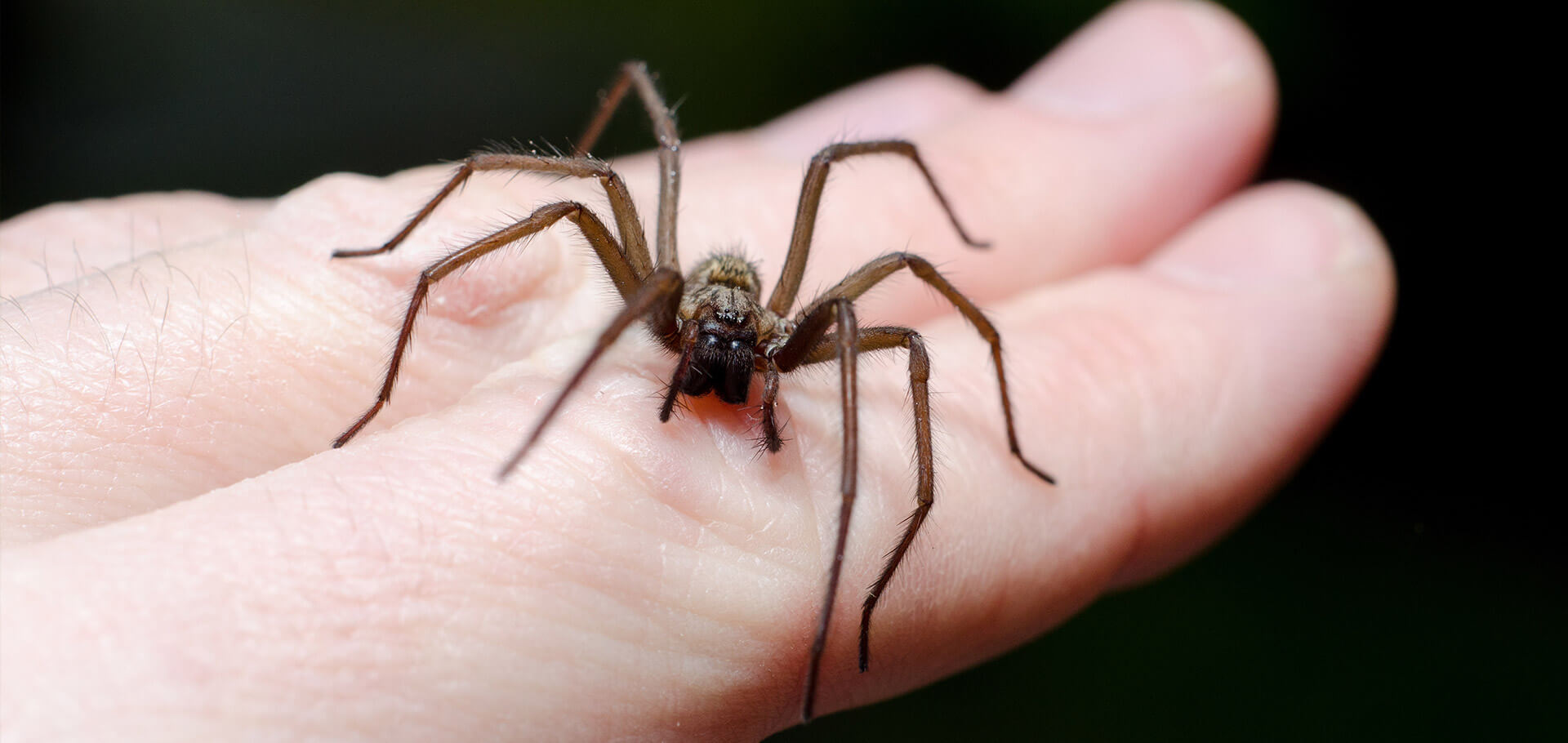 What To Do If You Suspect A Spider Bite