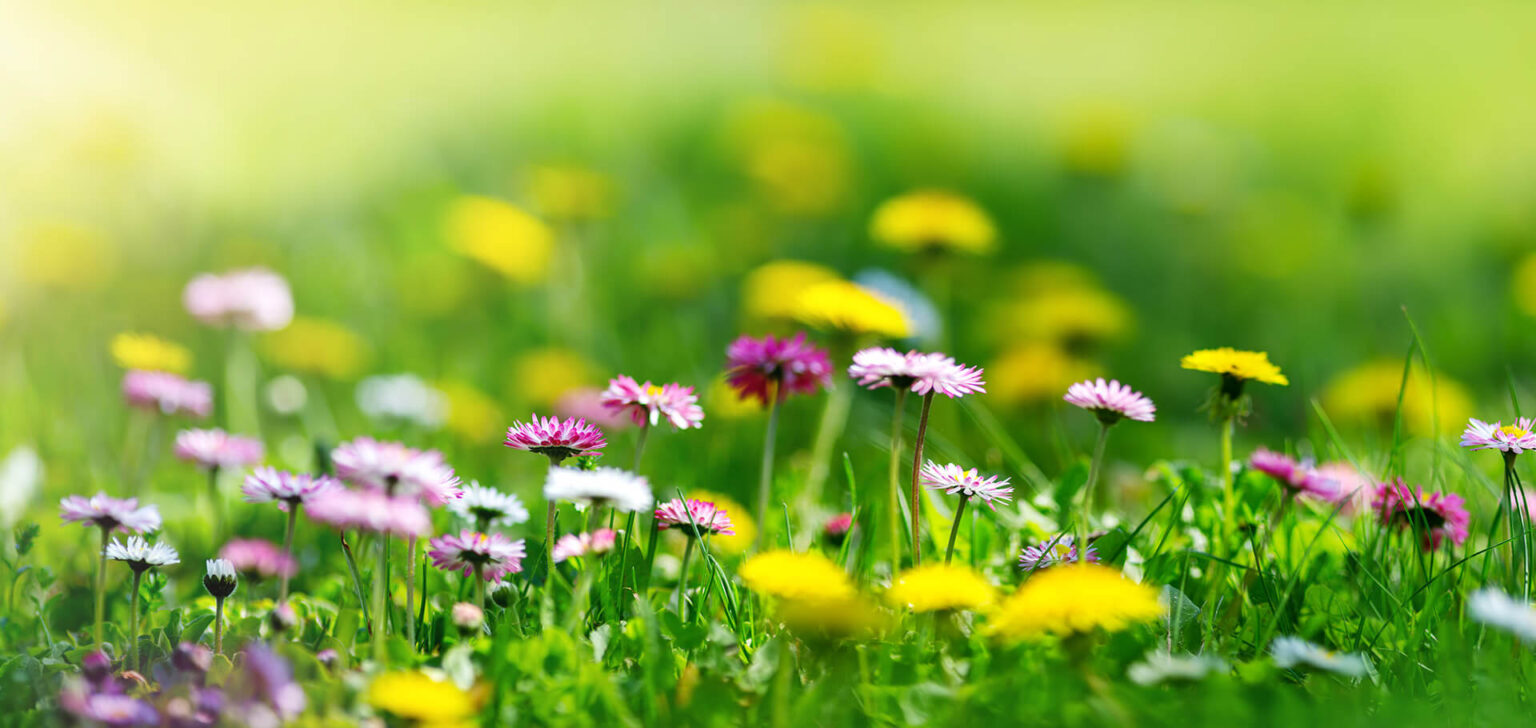 The Three Best Flowers for Spring in North Texas Chorbie Home Services