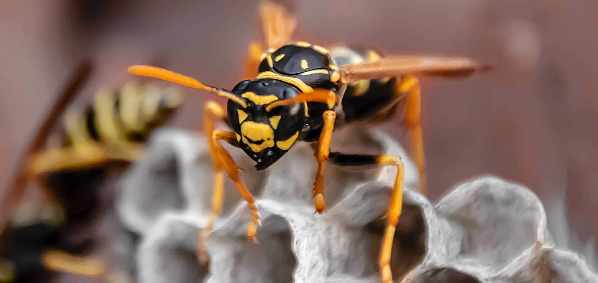 Wasps in dallas: the great outdoor threat