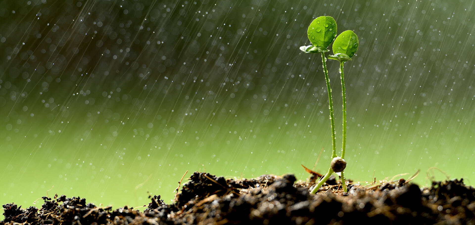 Young plants growing in rain_adobestock_236465247_featured image