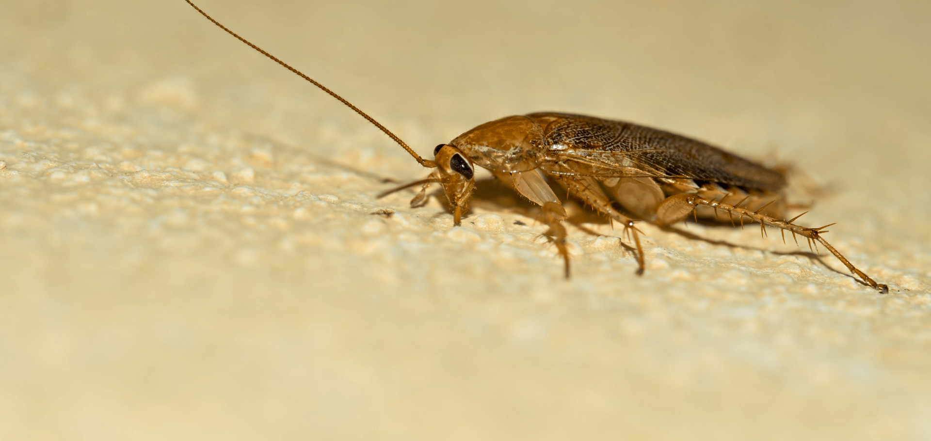 5 Signs Of Roach Infestation In Your Home