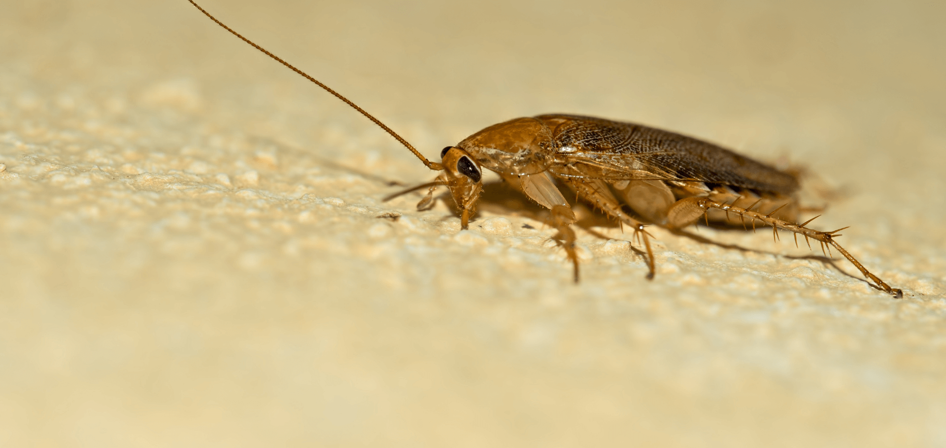 5 Signs Of Roach Infestation In Your Home - Chorbie Home Services