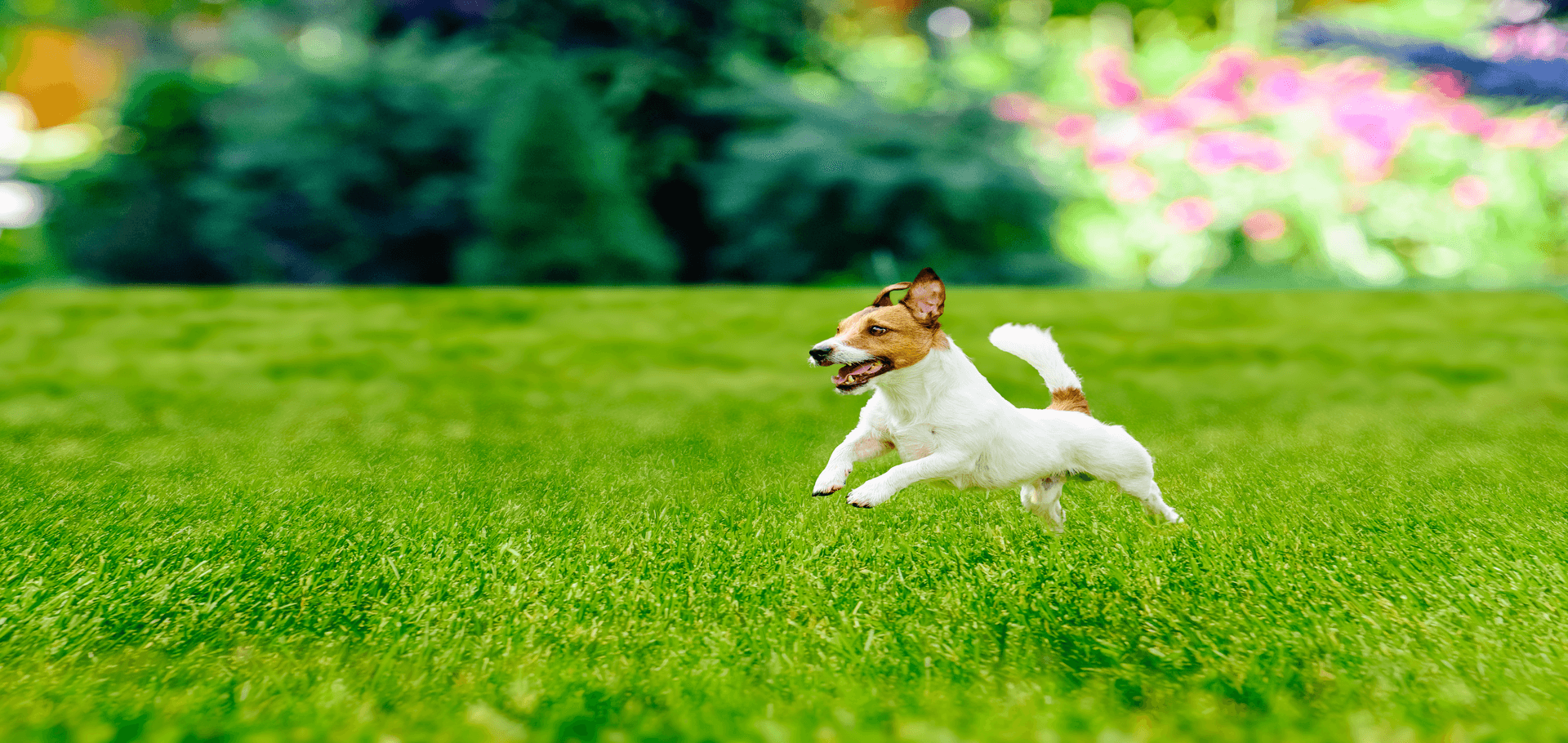 How to care for a lawn with dogs
