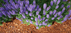 Why choosing mulch helps your plants