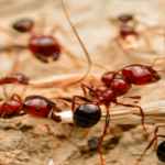 How to compare red ants vs. fire ants