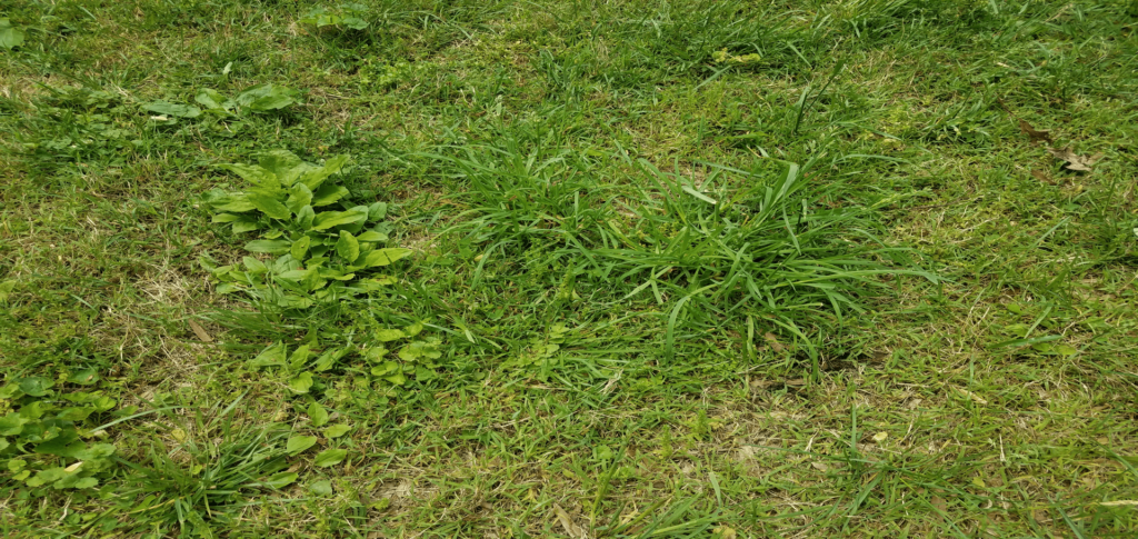 Lawn Covered In Weeds