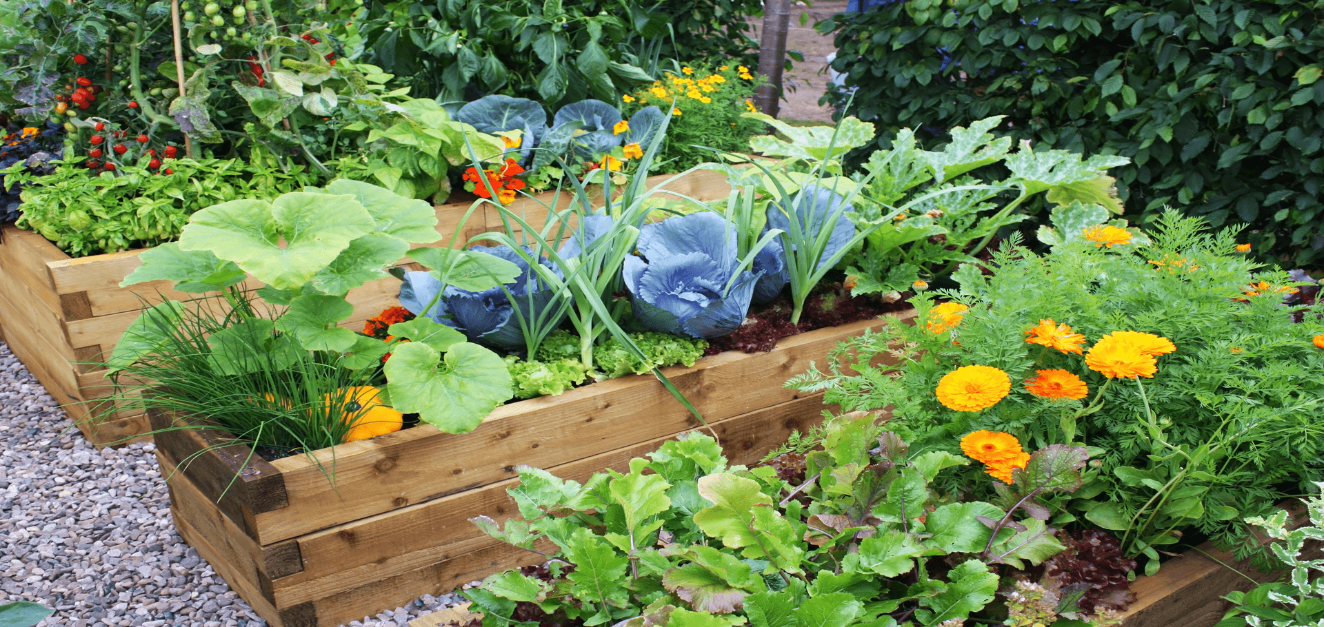 How to protect a vegetable garden from pests