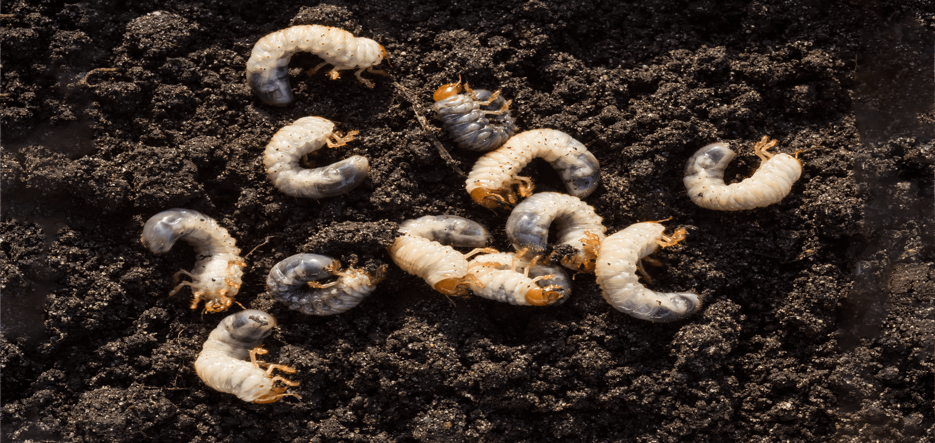 What is the best season to treat grubs?