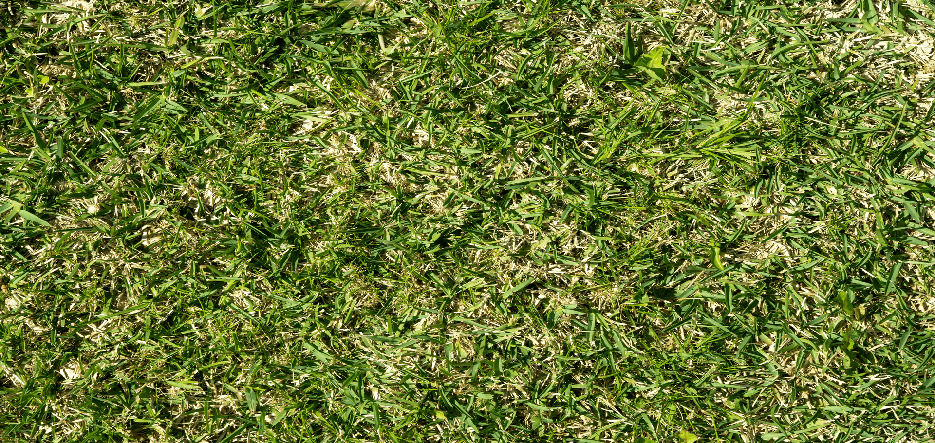 How to care for st. augustine grass