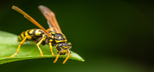 How to keep wasps from invading your garden