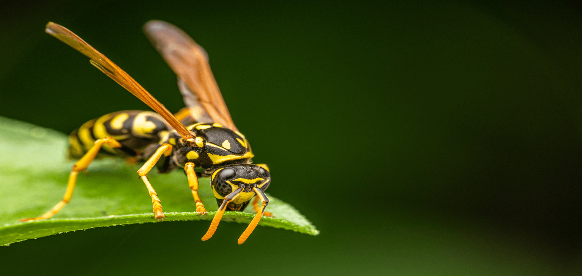 How to keep wasps from invading your garden