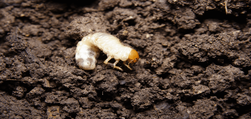 Grub Damage In Your Lawn - Chorbie Home Services