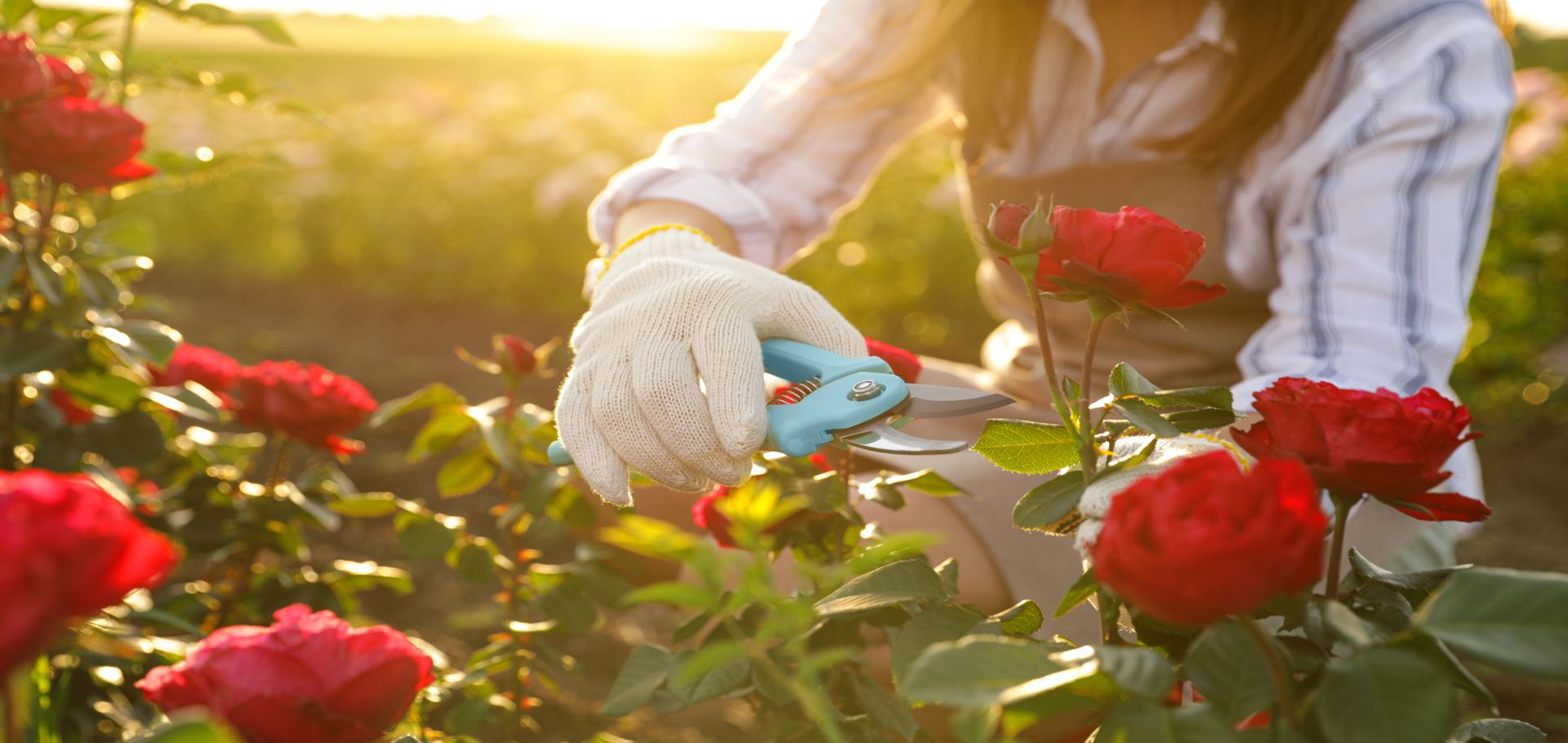 How to prune a rosebush