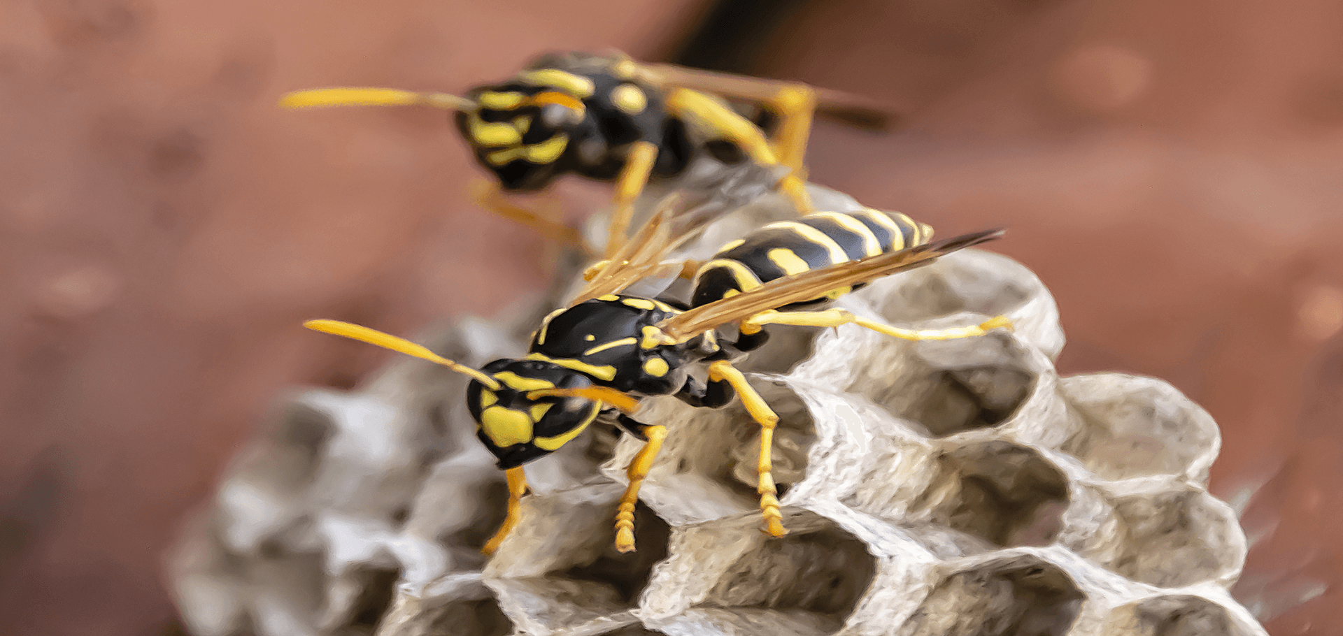 3 most common fall pests around your home