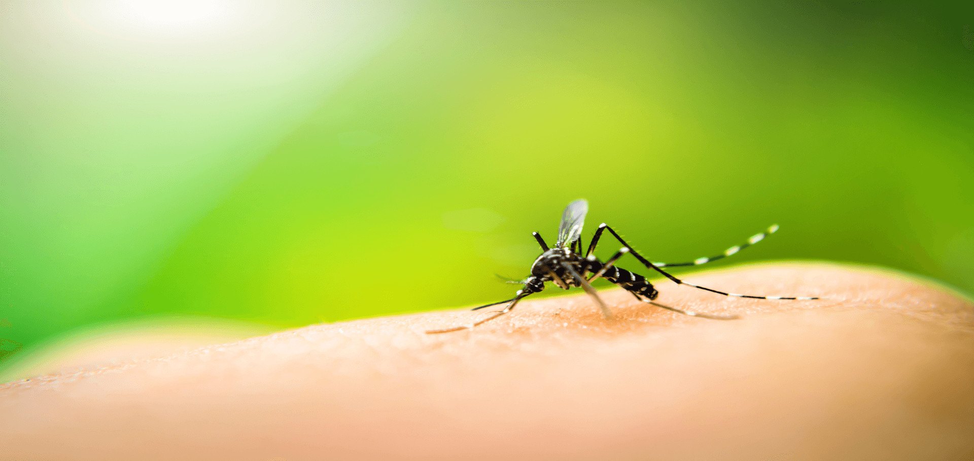 3 most common mosquitos