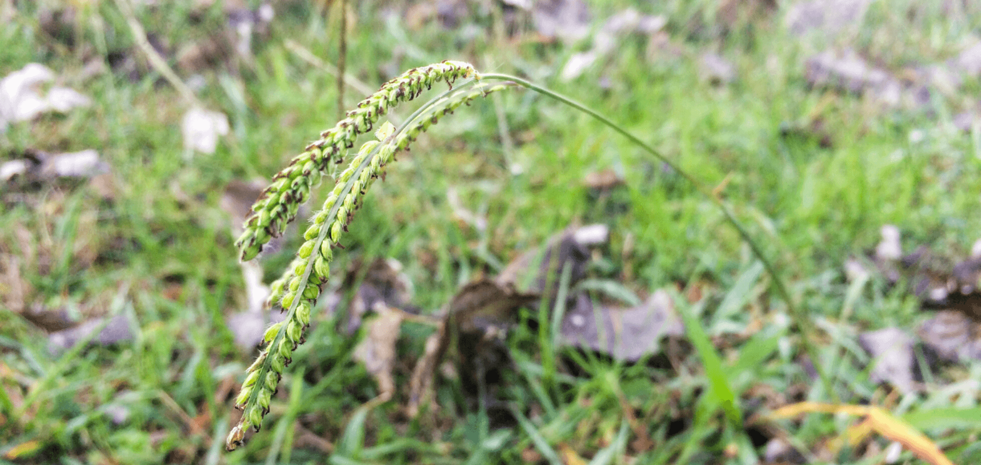 What to know before treating dallisgrass weeds