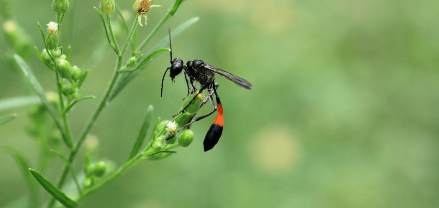 Are Dirt Daubers Dangerous? Chorbie Home Services