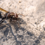 Ground hornets: what you need to know