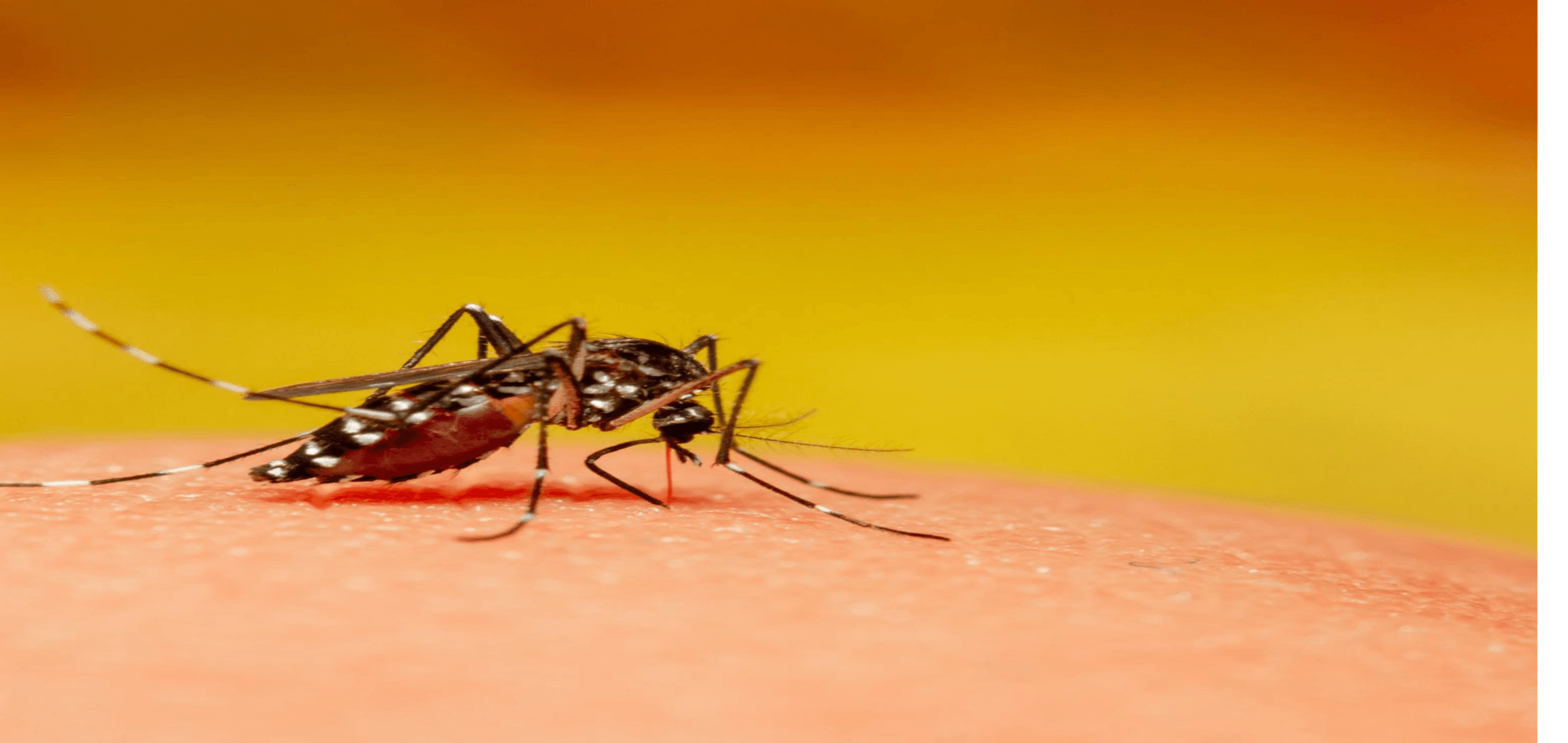 West nile mosquitoes: what you need to know
