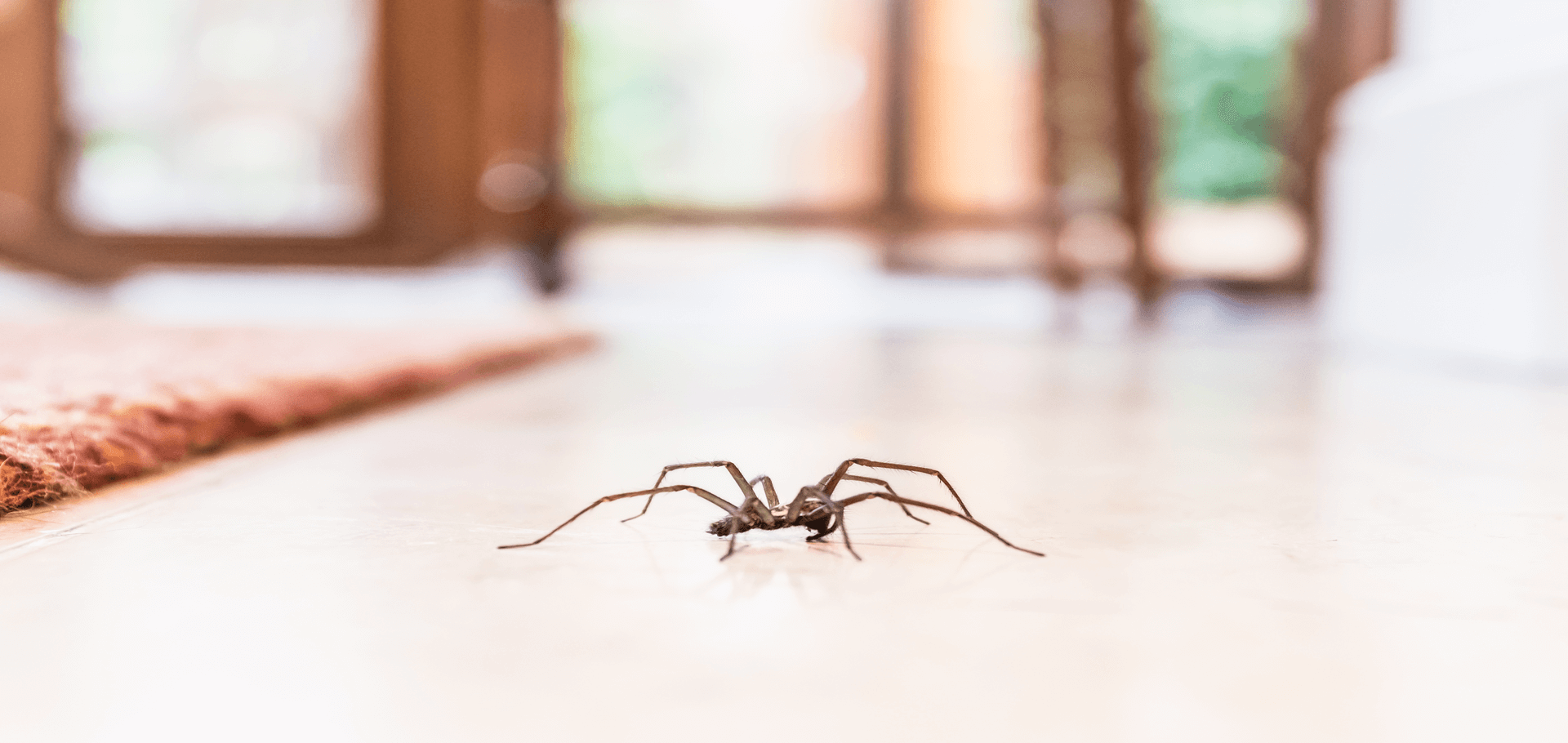 Why Spiders Are More Noticeable When It Gets Cold