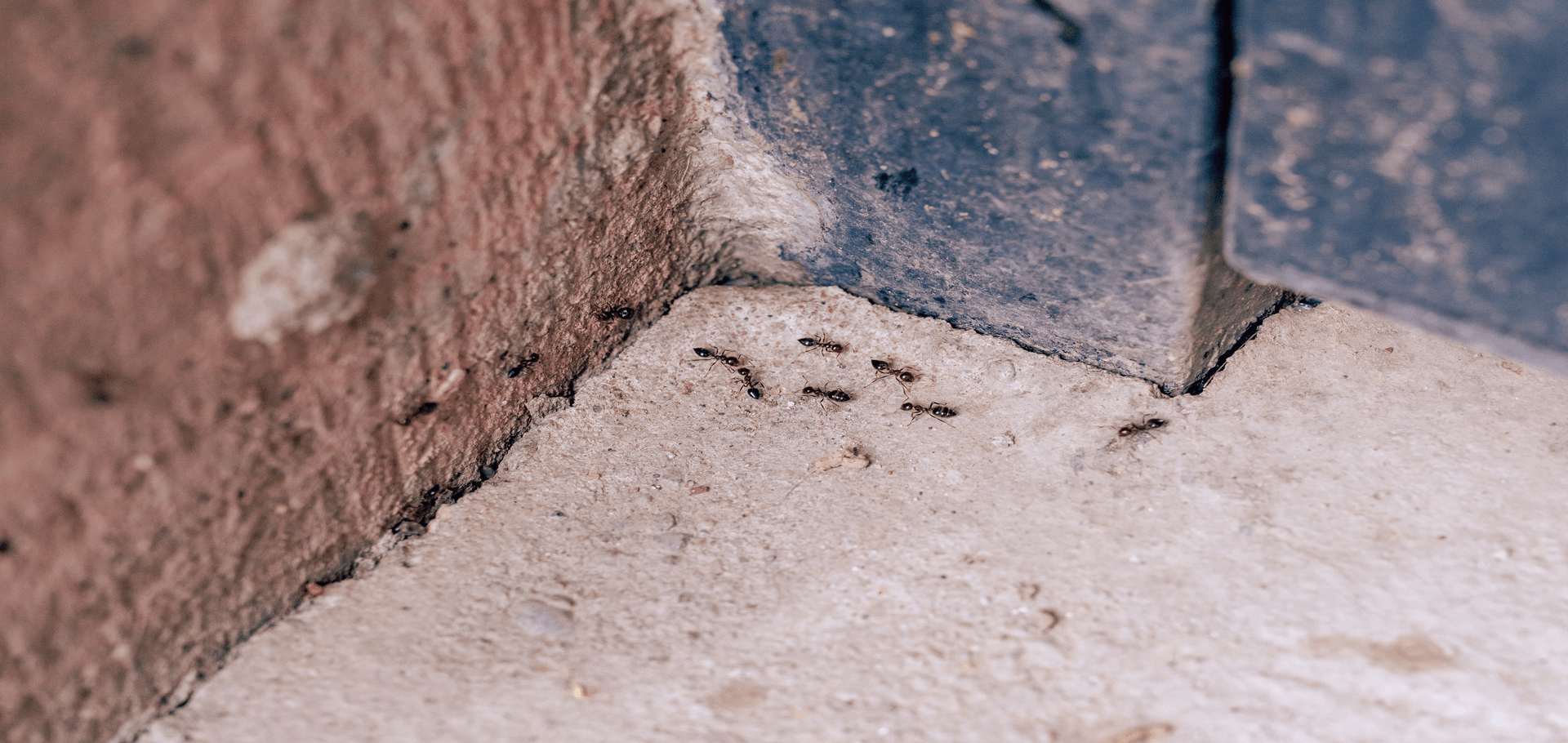 Do Ants Come Out In The Winter?