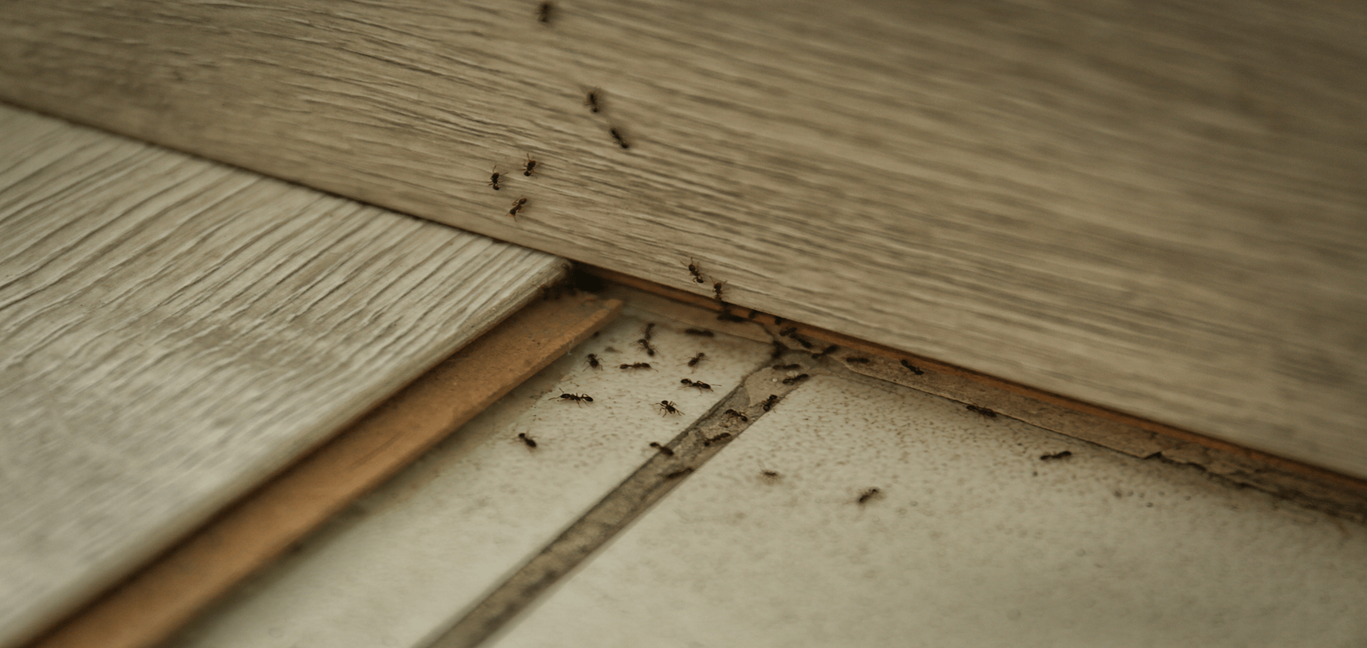 How To Get Rid Of Ants In Your Home And Pantry