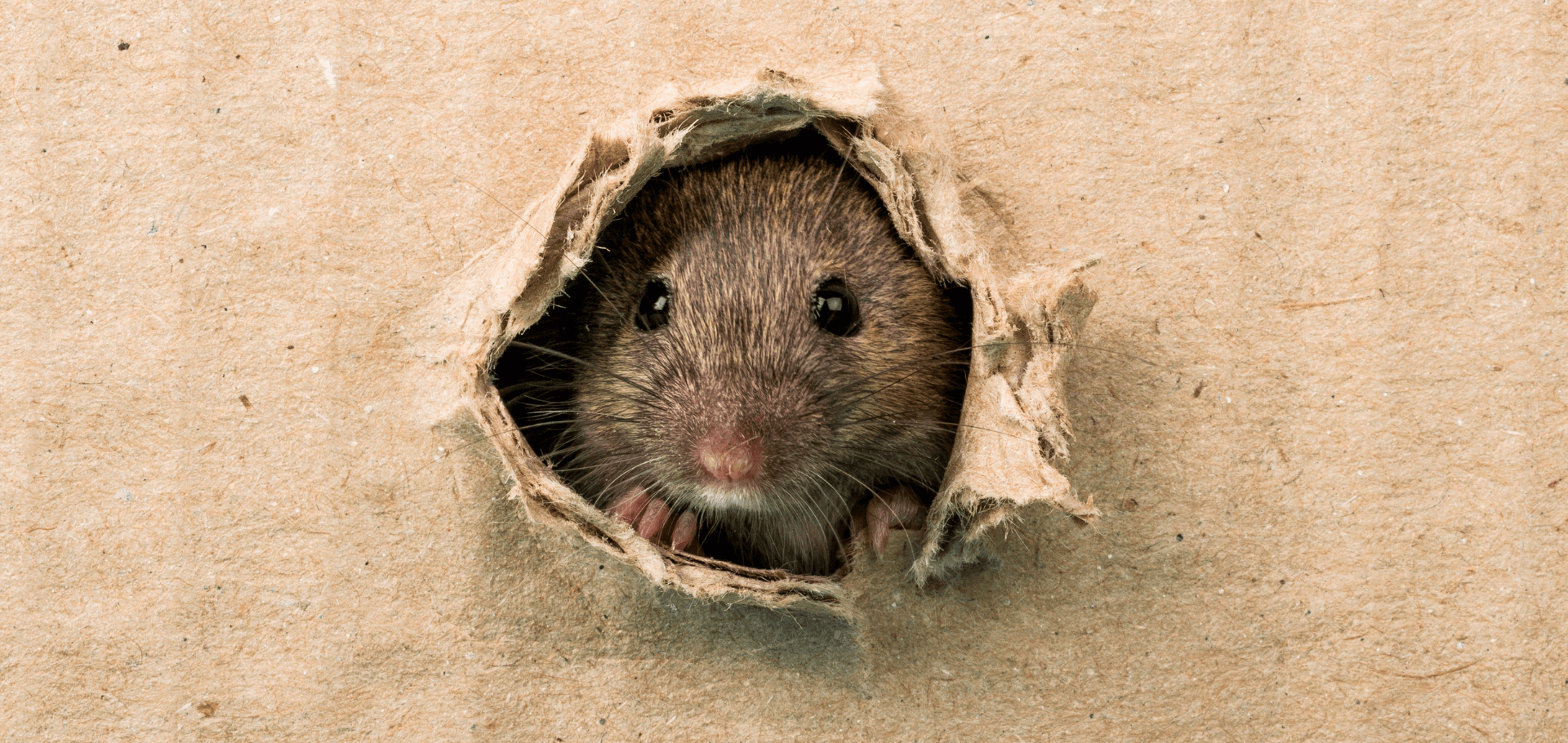 6 Signs Of Rats In Your Home