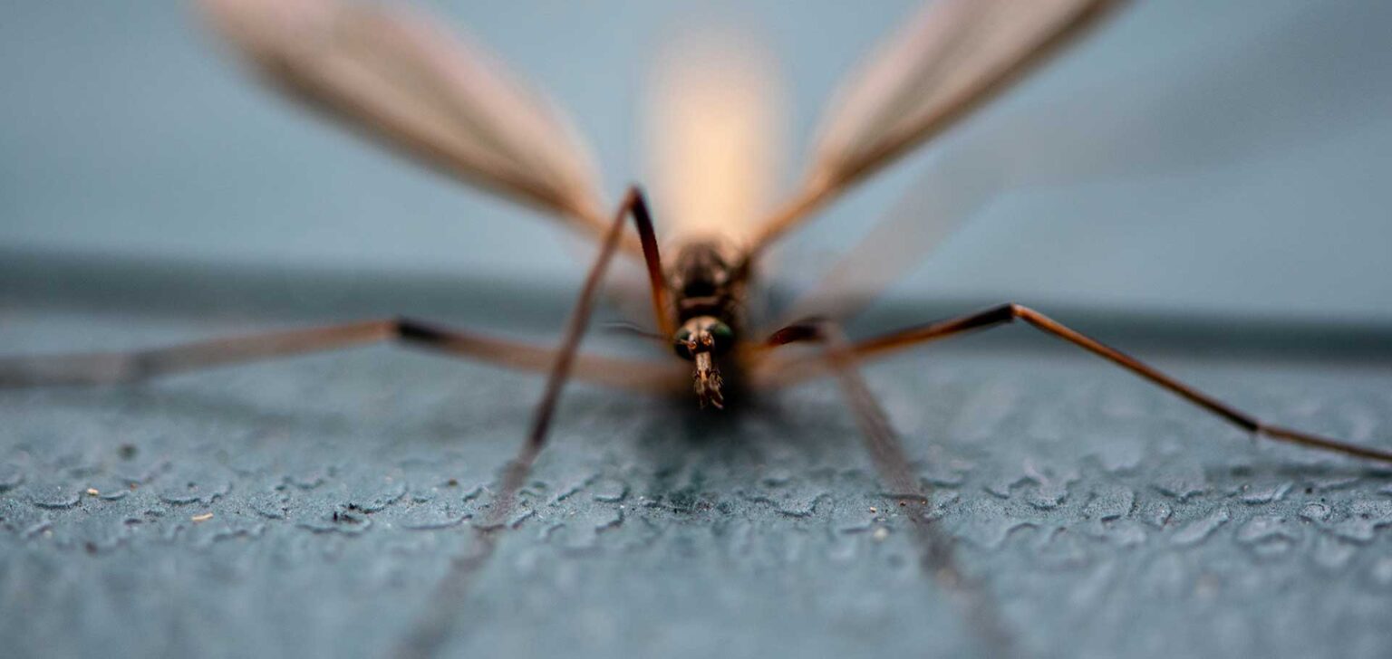 Are Mosquito Eaters Harmful? Chorbie Home Services