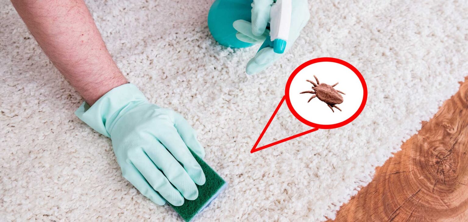 Fleas VS Chiggers Chorbie Home Services