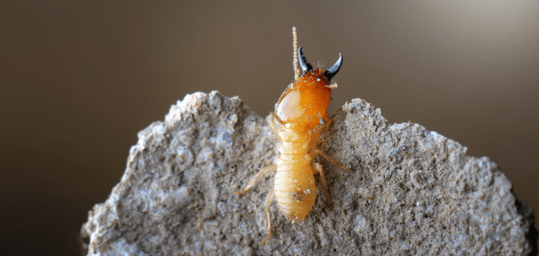 How can i tell if i have termites?