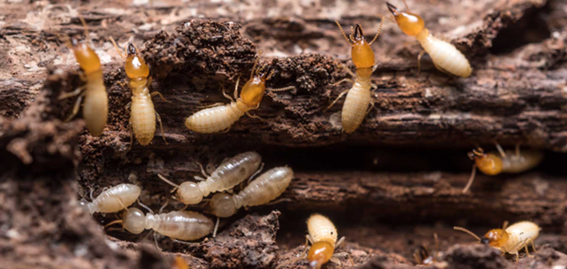Texas Termite Season & What You Have To Know