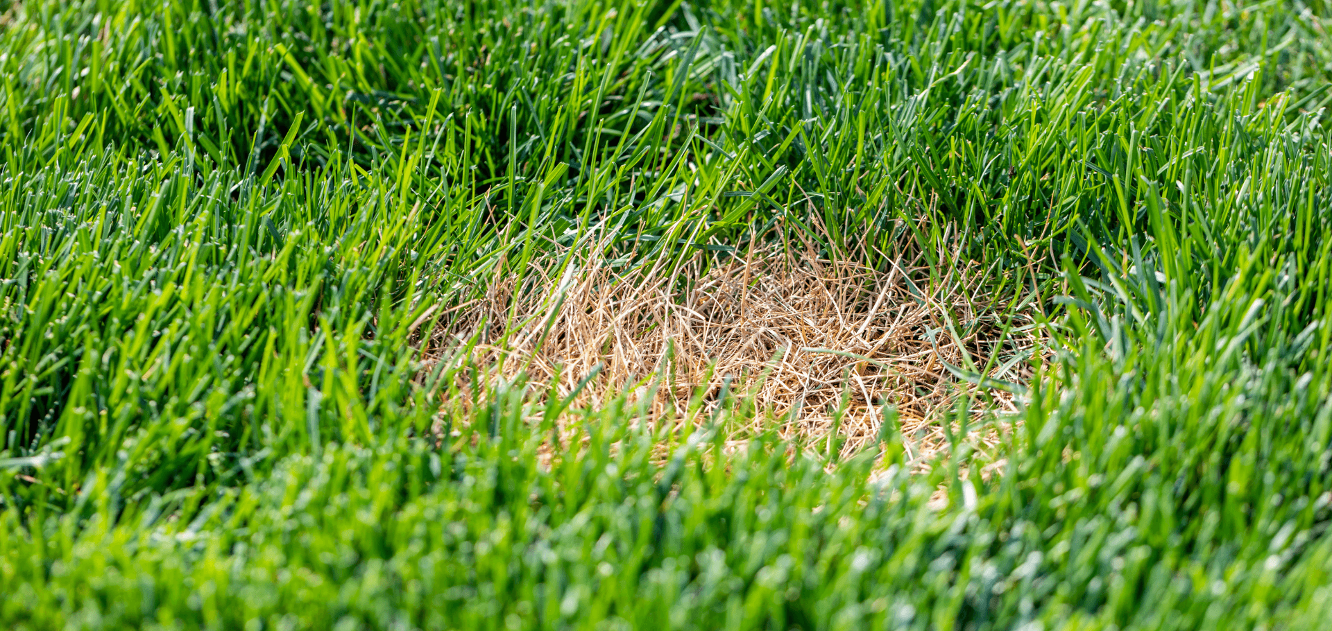 Dead And Dormant Grass What’s The Difference? Chorbie Home Services