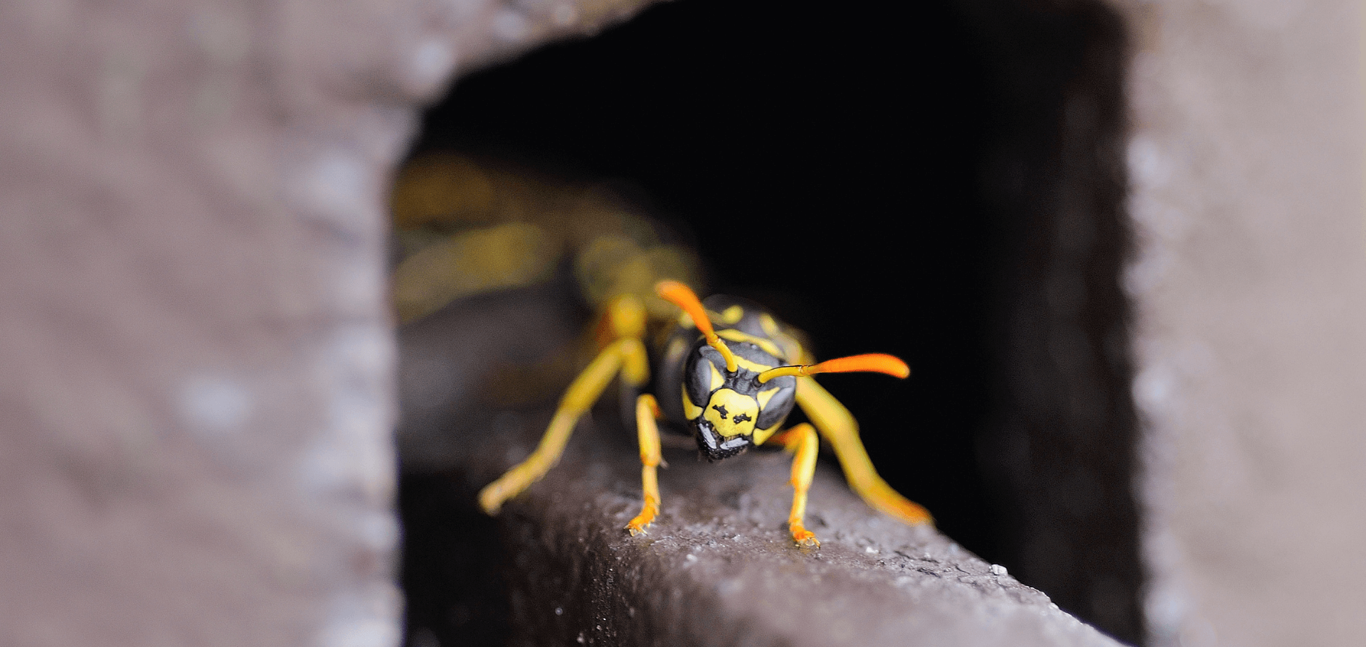 Why Are Wasps So Bad In The Fall?