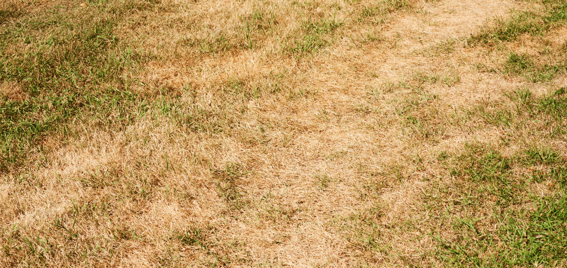 Signs Of An Unhealthy Lawn