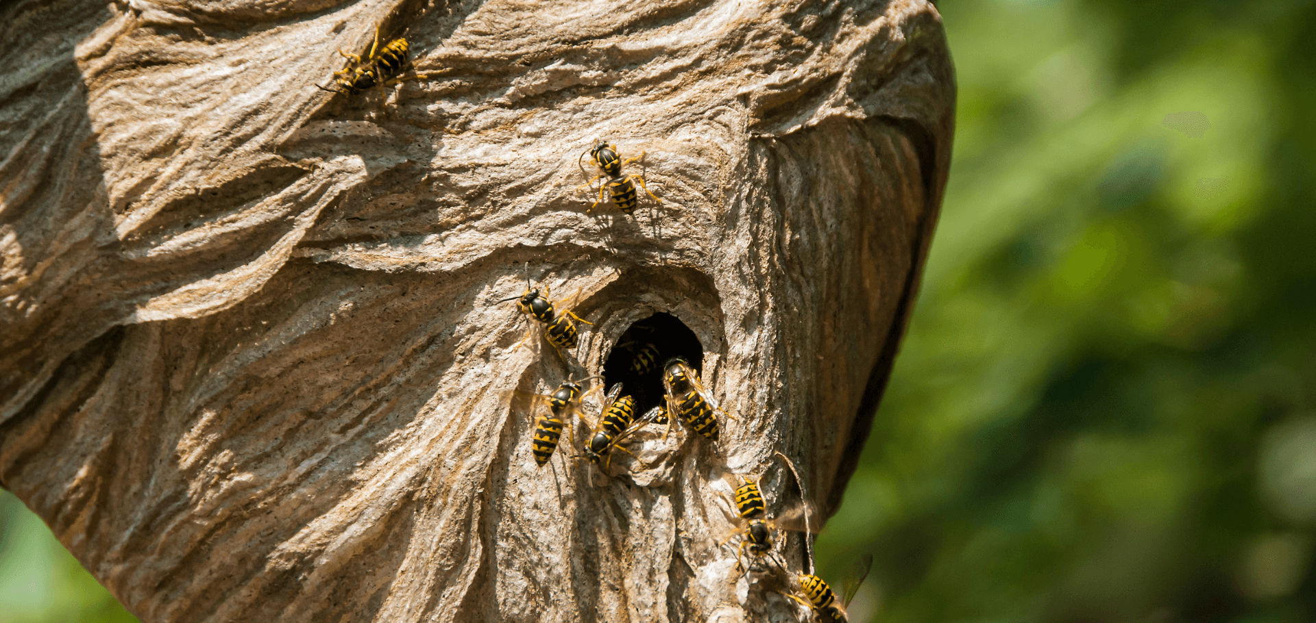 Signs Of: Wasps Nests Around Your Home