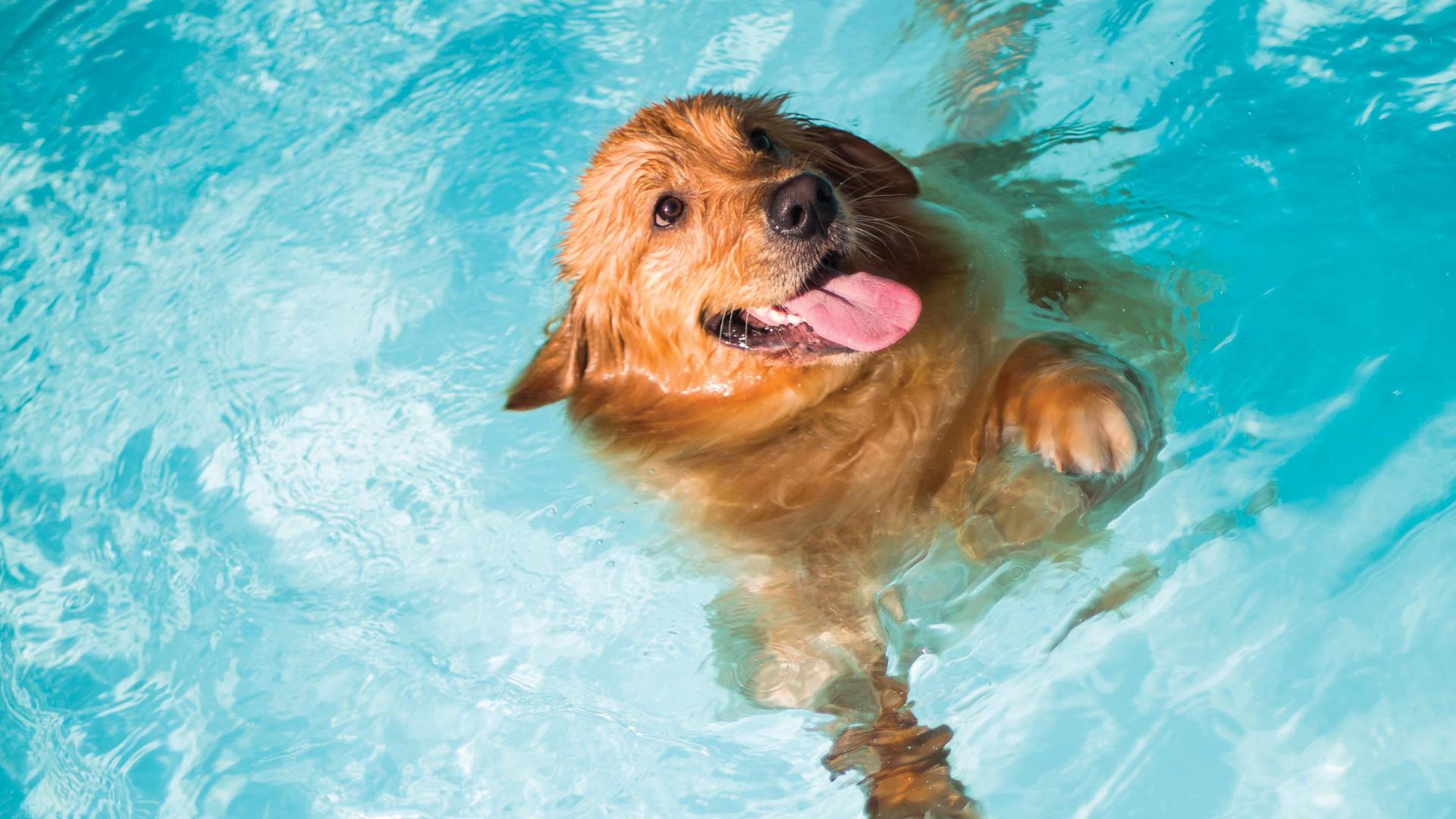 large dog seimming in pool