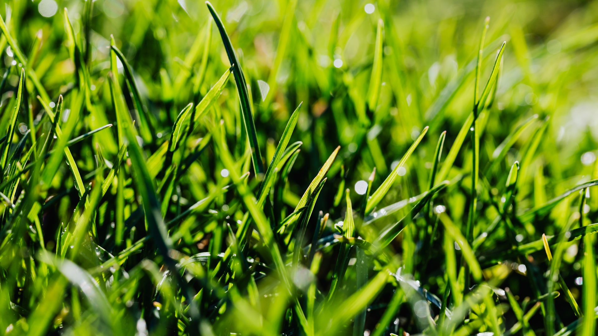 Green grass on lawn